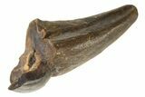 Cretaceous Fossil Mammal Tooth - Montana #338979-1